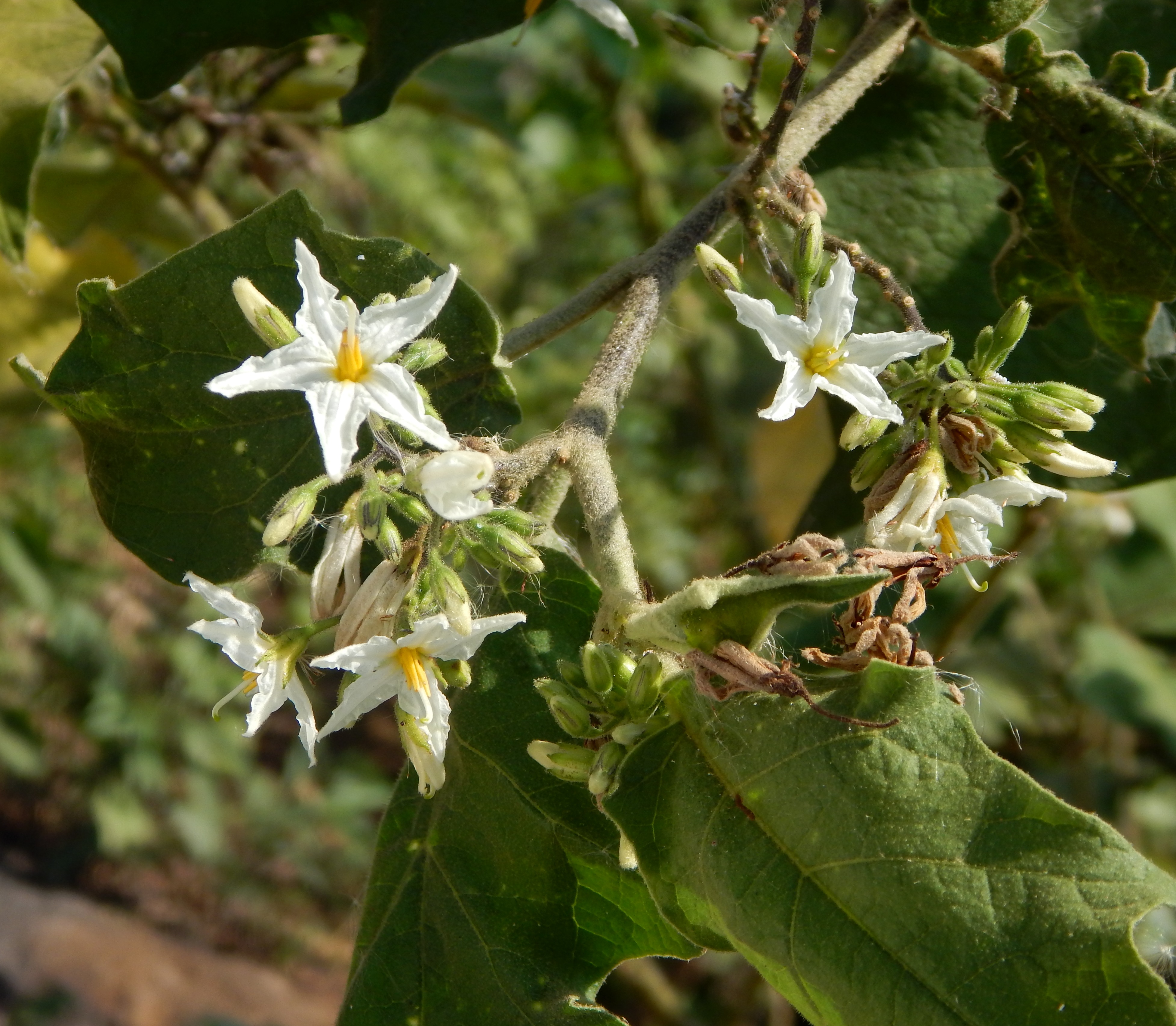The fruits of Solanum torvum or the Turkey berry are commonly used for cooking. (Picture courtesy: Care Earth Trust)