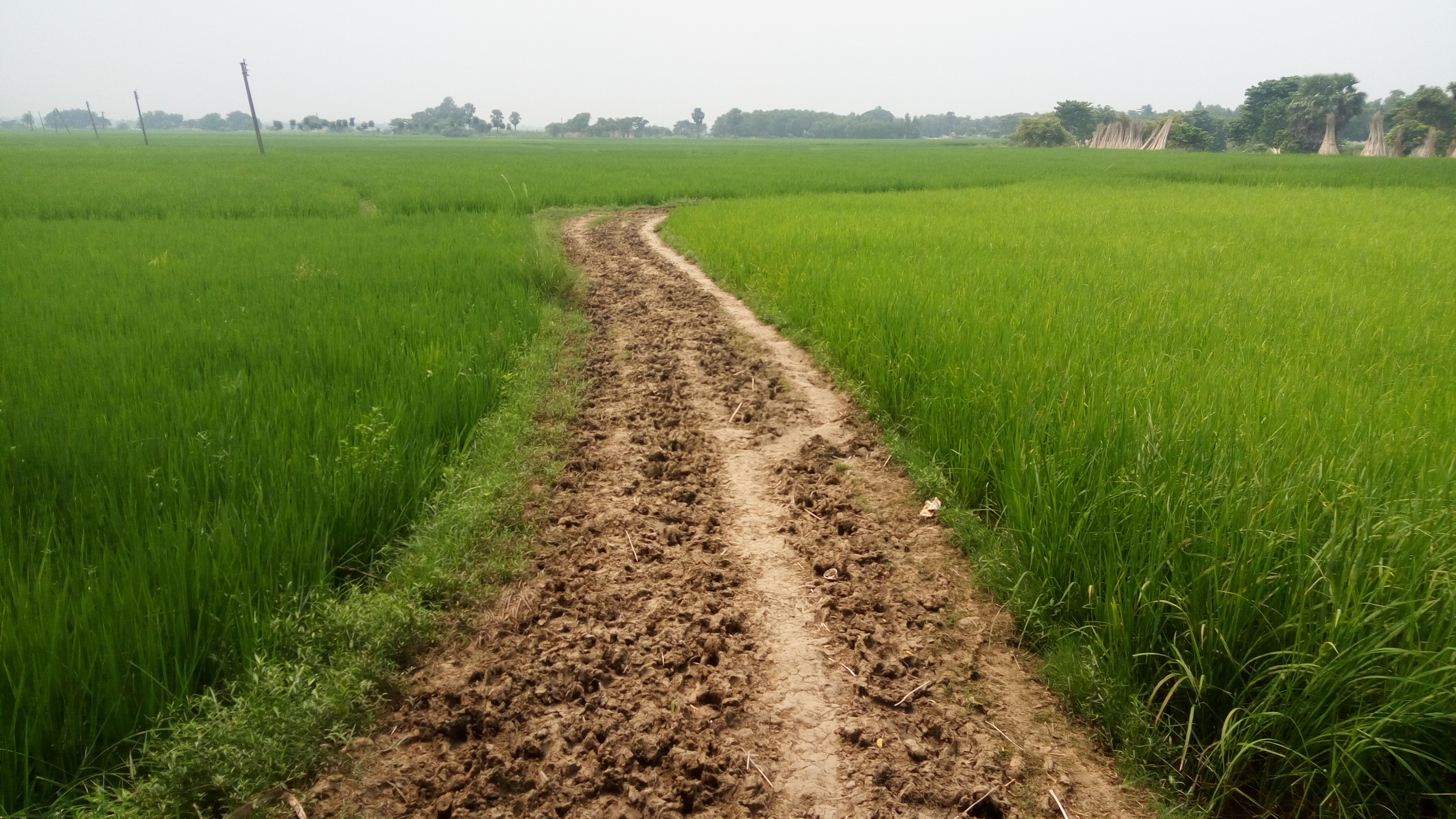 The kutcha road from the canal to the village. (Pic courtesy: Gurvinder Singh)