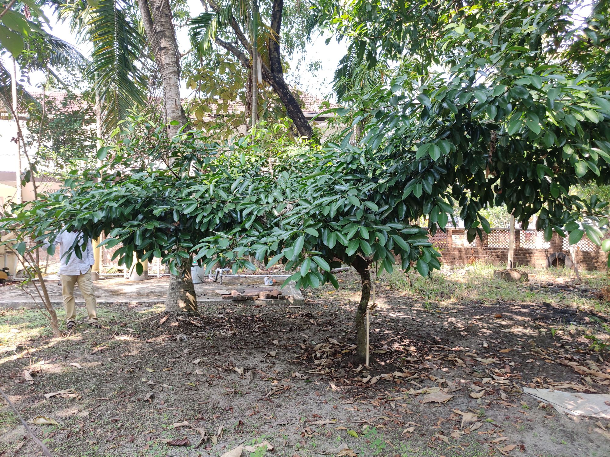 Tamarind trees are observed to have flourished in this region after the installation of the Rainwater Syringe unit. (Image by authors)