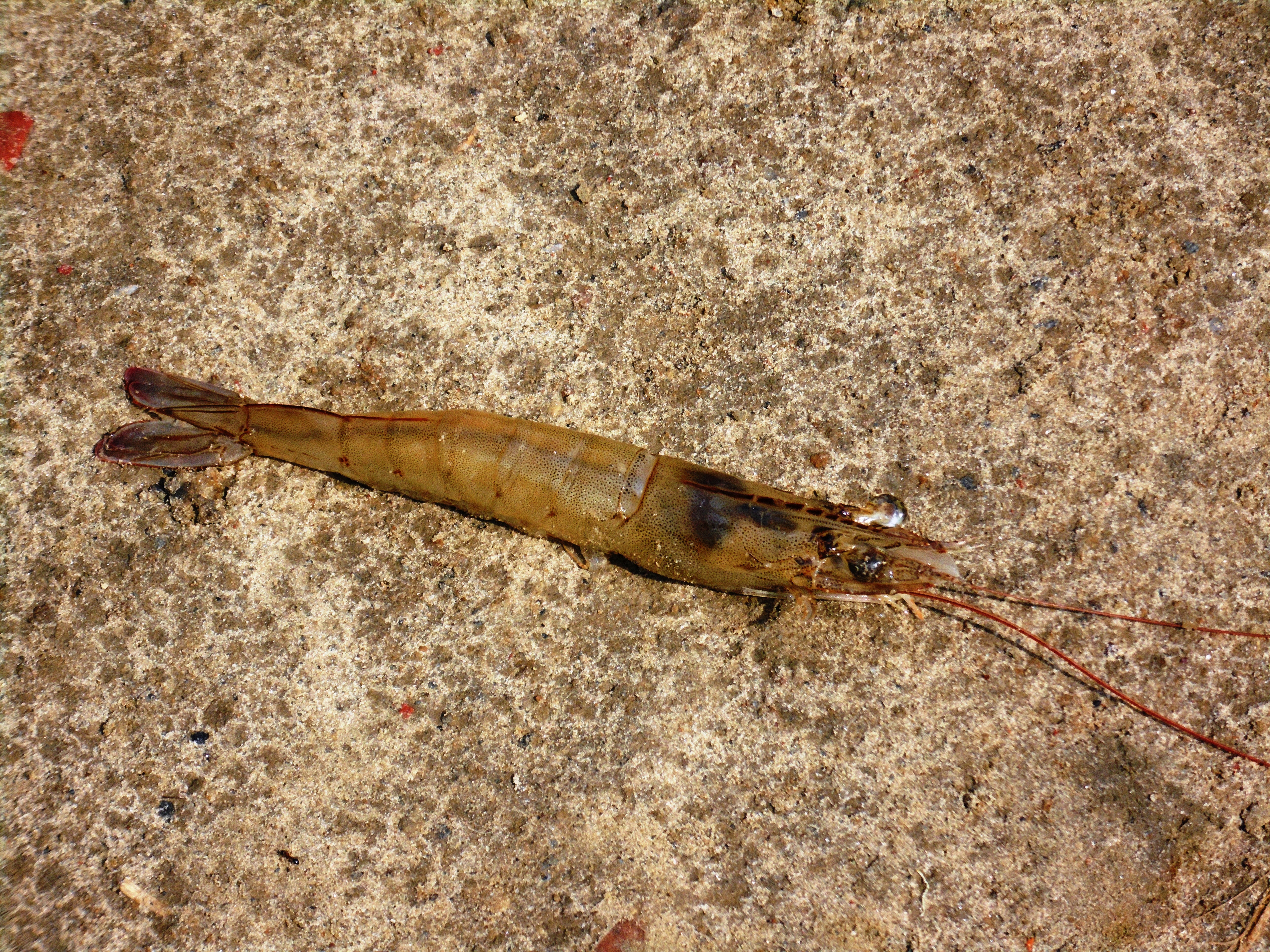Vannamei shrimp that CIFE is introducing on a large scale