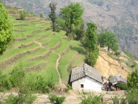 Wheat fields at Wachum, a village on the trekking route to the Pindari Glacier. The people have gathered to receive compensation for crop failure