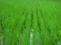 SRI rice field (Image: Wikimedia Commons; CC BY-SA 4.0)
