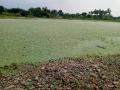 Algal blooms in a pond in Tamil Nadu (Image Source: Wikimedia Commons)