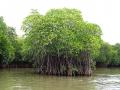 Mangrove forest at Pichavaram, Tamil Nadu (Image Source: Shankaran Murugan via Wikimedia Commons,  CC BY-SA 3.0)