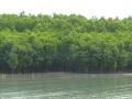 Mangroves in Sunderbans (Source: IWP Flickr Photos)
