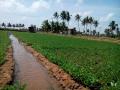 Peanut irrigation in India (Image Source: Seratobikiba via Wikimedia Commons)