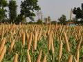 A millet crop ready for harvest in rural India (Image Source: Wikimedia Commons)