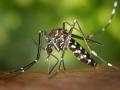  	Asian tiger mosquito, Aedes albopictus, beginning its blood-meal (Image Source: James Gathany, CDC via Wikimedia Commons)