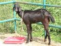 Osmanabadi breed, one of the breeds of goats studied for its climate resilience. (Pic courtesy: ISW)