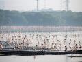 Flamingos at Sewri wetland in Mumbai (Source: IWP Flickr photos)