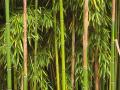 Bamboo hit by climate change Source: Wikimedia