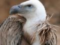 Griffon Vulture (Source:Thermos,Wikipedia)