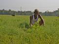 A farmer on his field. (Source: India Water Portal)