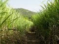A sugarcane farm (Source: IWP Flickr photos)