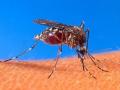 Mosquito bites - the cause for dengue fever