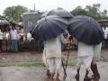 Monsoon affects life in North India