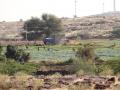 Baadi's lush fields amidst barren landscape
