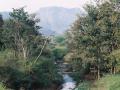 Stream flowing through a forest in the Nilgiris
