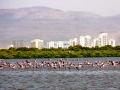 Thane Creek hosts a variety of migratory birds. (Picture courtesy: The Indian Express)