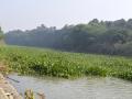 A negelcted wetland in Punjab (Source: IWP Flickr photos)