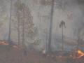 A man tries to beat out a wildfire in pine forest