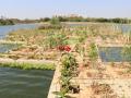 Floating treatment wetland at Neknampur lake. (Pic courtesy: 101Reporters)