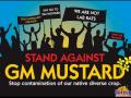 Opposition to GM mustard intensifies in India. (Image: Swadeshi Kheti)