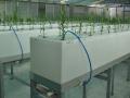 Hydroponics is the technique of growing plants without soil. Image source: India Science Wire