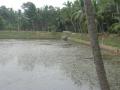 The revived Vetubali pond in Pallichal panchayat