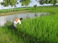 Integrated Rice Fish Culture Unit Rajnagar (Source: RCDC, Odisha)