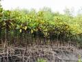 A restored site of degraded mangroves. Image credit: India Science Wire