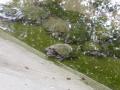 Juvenile turtles at the Sarnath Sanctuary