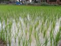 Paddy, a thirsty crop (Image Source: IWP Flickr photos)