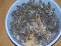 Hatchlings ready for safe release into the sea