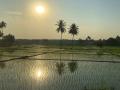 Rice field in Karnataka (Image: Guldem Ustun, Flickr Commons, CC BY 2.0)