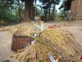 At his farm in Odisha, Deb conserves 1,200 traditional varieties of rice.