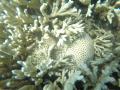 Coral Montipora Digitata. (Pic courtesy: ISW)