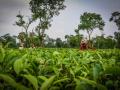 Women plucking tea leaves at a garden in Golaghat