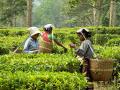 Women workers at a tea plantation in Assam (Image Source: Wikimedia Commons)