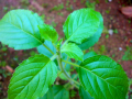 Tulsi leaves can purify water (Source: Wikipedia)