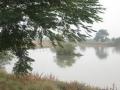 The revived lake in Valni village, Nagpur