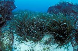 Mediterranean seagrass (Image: David Luquet, CNRS-Sorbonne University)