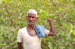 Harinath found a new way of self-reliance by cultivating guava on sand 