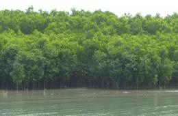 Mangroves in Sunderbans (Source: IWP Flickr Photos)