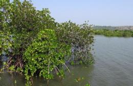 Healthy wetland ecosystems help in reducing disaster risks and managing climate risks (Image: Pxhere)