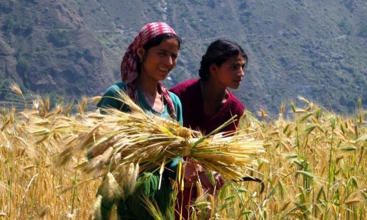 Though women are involved in economic activities of the cropping system but their role is negligible in household decision making and participation (Image: PxHere)