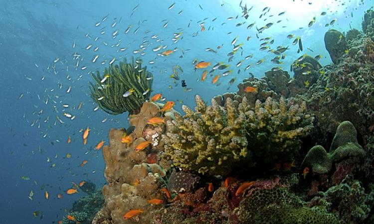 Coral reefs in the Andaman Islands (Image Source: Ritiks via Wikimedia Commons)