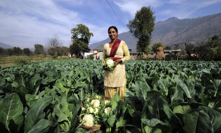  A farmer harvests the season's cauliflower crop near Kullu town, Himachal Pradesh (Image: Neil Palmer, CIAT; Wikimedia Commons)