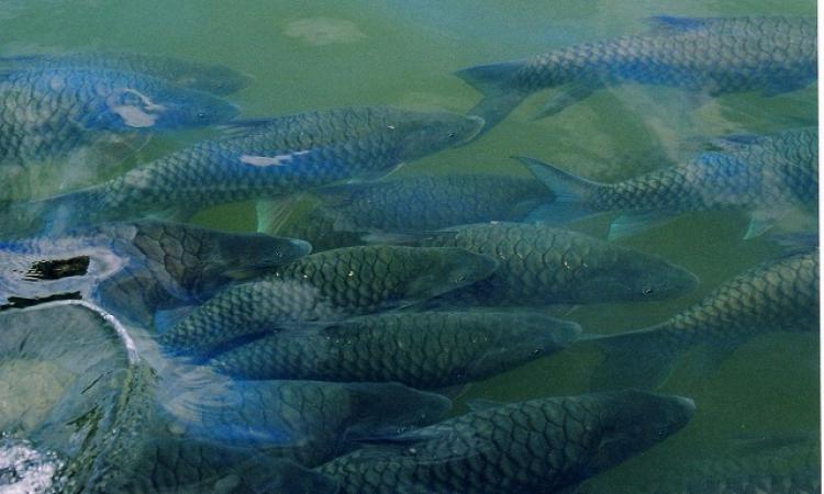 Fish in the Tunga river at Sringeri (Image Source: Dineshkannambadi via Wikimedia Commons)