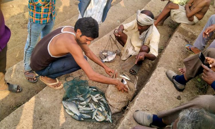 Fish harvesting by Changariya fishing cooperative, Mandla, Madhya Pradesh (Image: Foundation for Ecological Security)
